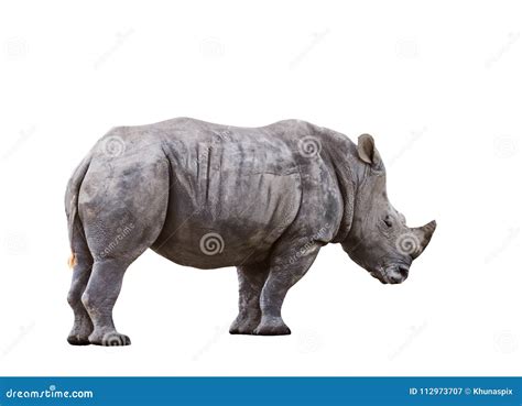 Side View Full Body Of African Rhinos Isolated White Background Stock