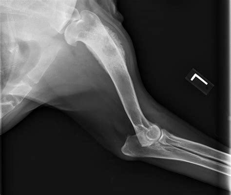 Dog Bone Cancer X Ray Pictures Cancerwalls