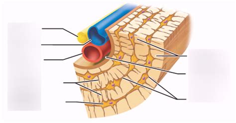Long bones, especially the femur and tibia, are subjected to most of the load during daily activities and they are crucial for skeletal mobility. Anatomy Quizlet Bones - Anatomy Drawing Diagram