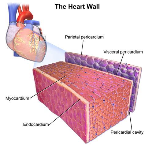 Otot lurik, otot jantung dan otot serat lintang. 3 Lapisan Dinding Jantung Beserta Fungsinya - Indovertikal