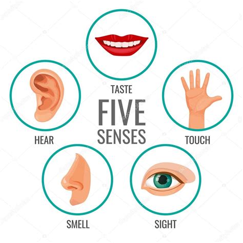 Cinco sentidos de los iconos de cartel de la percepción humana Degustar y escuchar Vector de