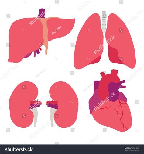 Human Organs Heart Liver Kidneys Lungs เวกเตอร์สต็อก ปลอดค่าลิขสิทธิ์