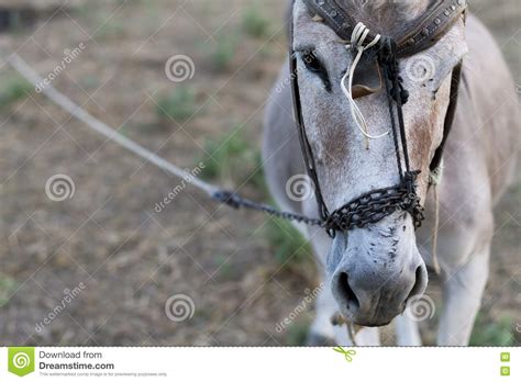 Donkey In A Field In Sunny Day Stock Image Image Of Head Horse 78502899