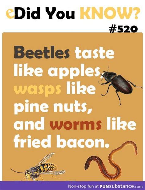 Insect Taste Fun Facts Intresting Facts Life Facts