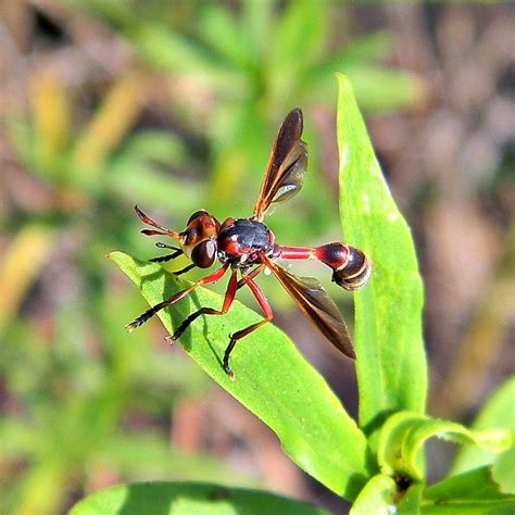 Physoconops Floridanus Thick Headed Fly This Adorable C Flickr