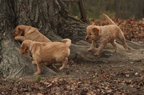 We are planning a litter for 2021 that would be ready for their new homes in early may. Daisy and Charlie's puppies love playing in the beautiful ...