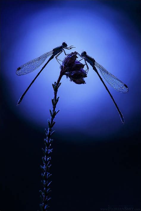 In The Moonlight Dragonflies By Florian Smit 500px Moonlight