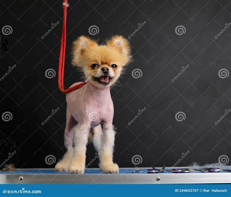 A Dog With Alopecia Hair Loss The Courtship Pomeranian Stock Image