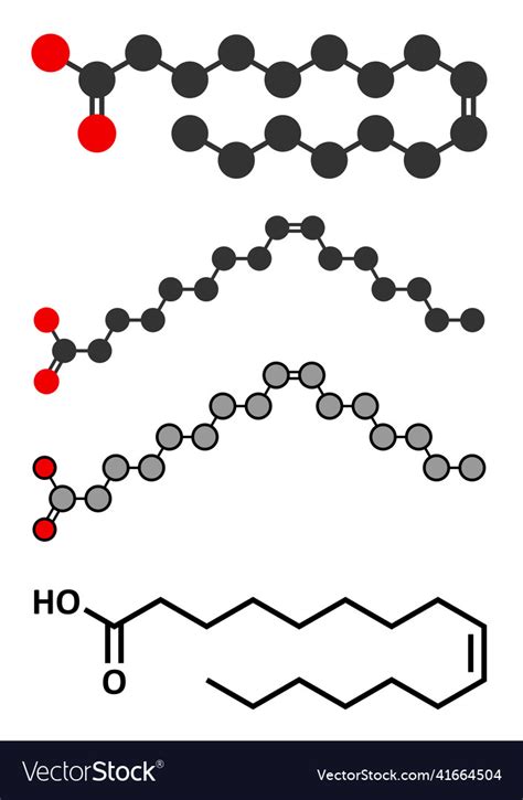 Palmitoleic Acid Omega 7 Fatty Acid Molecule Vector Image