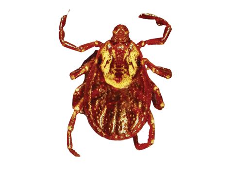 Tick Insect Png