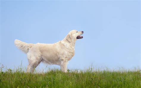 We listened to tens of thousands of pet owners to design a product that people want. Pet Insurance For Pre-Existing Medical Conditions