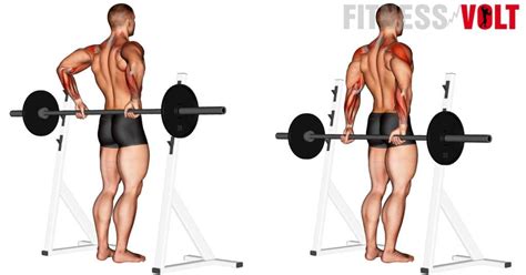 Barbell Rear Delt Raise How To Tips Variations And Video Guide Free
