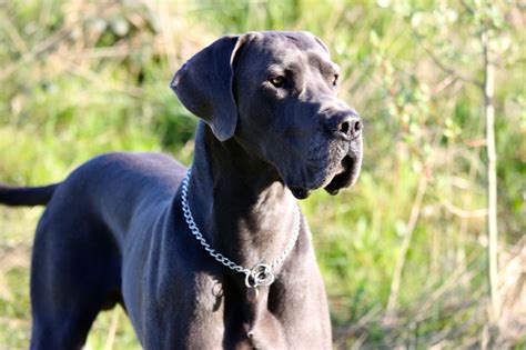 Super quality great dane puppies now available. 25+ Mind Blowing Blue Great Dane Dog Pictures And Photos