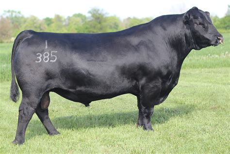 Connealy Comrade 1385 Select Sires Beef