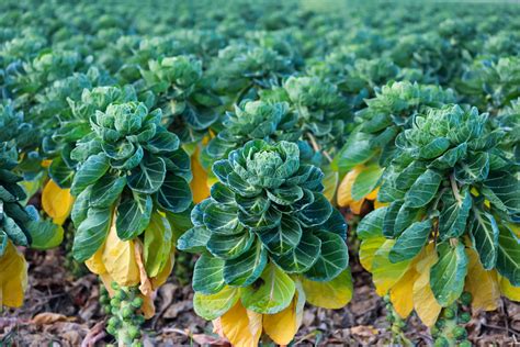 How To Grow And Care For Brussels Sprouts