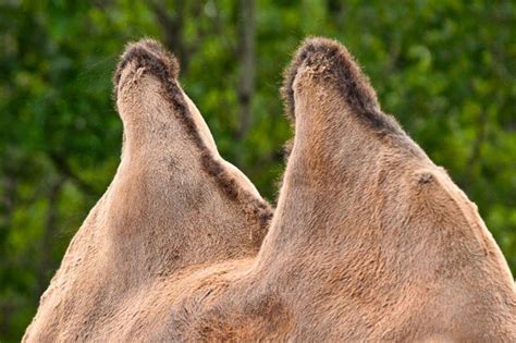 Un Detalle De Las Dos Jorobas De Un Camello Bactrianus Se Puede