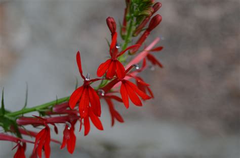 Cardinal Flower — Ontario Native Plant Nursery Container Grown 705