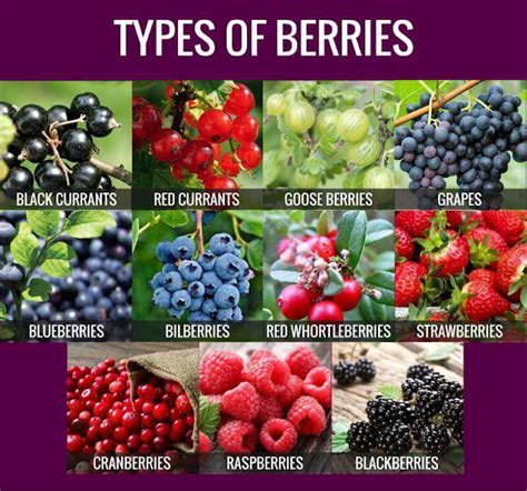 Types Of Berries Types Of Berries Types Of Berries 1 Black Currants