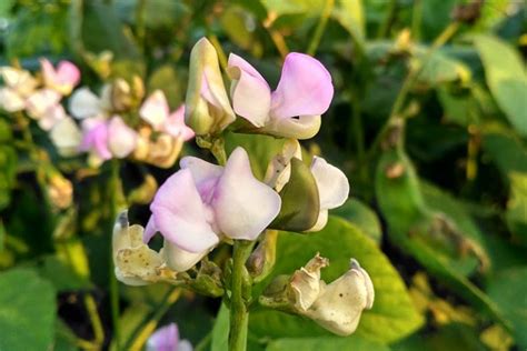 How To Plant And Grow Black Eyed Peas Gardeners Path