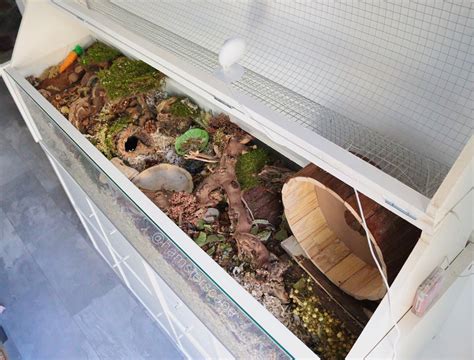 Diy Lid Ikea Detolf Hamsterscape Hamster Habitat Hamster Care