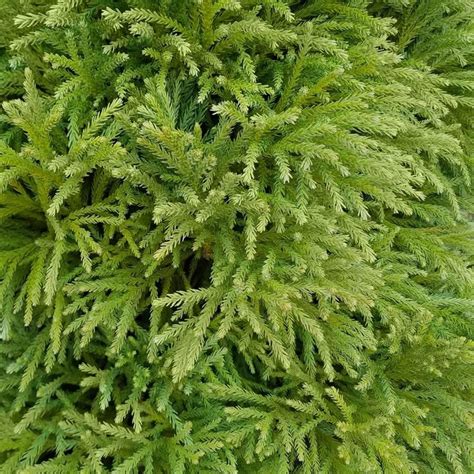 Dwarf Evergreen Shrub With Soft Green Needles That Naturally Grows Into