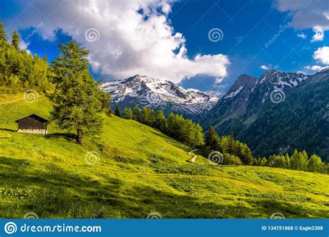 Pine Trees In Fields In Alp Mountains Martigny Combe Martigny Wallis
