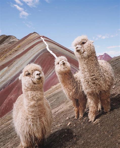 Llama Crew In Peru Rpics