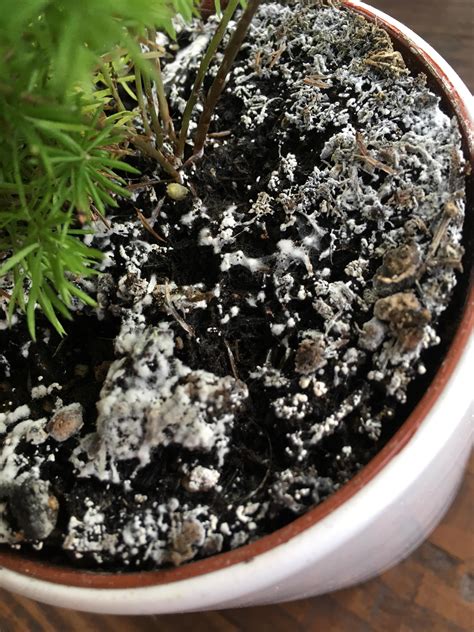 Most houseplant mold is typically white, but not all. Help! Mold 👻 I was watering the plants at work and noticed ...