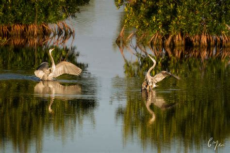 Constance Mier Everglades Photography Fine Art Nature Prints