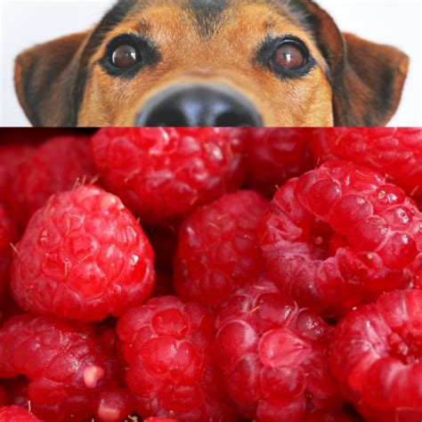 Do you have a puppy? Can Dogs Eat Raspberries | Is raspberries good for a dog? - Petsynse