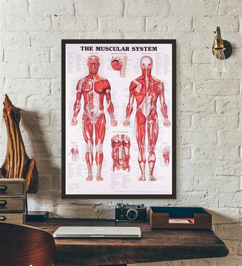 Anatomical Chart Human Body Anatomy Medical Chart Health Poster And