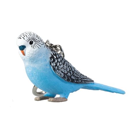 Budgerigar Png Transparent Images Png All