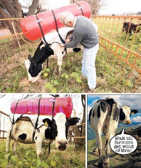 Cow Farts As An Alternative Source Of Energy Methane Alternative