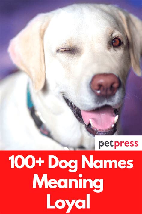 100 Dog Names Meaning Loyal For Your Male And Female Dogs