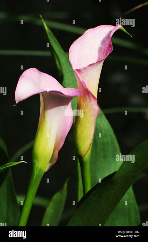 Pink Calla Lily Flower Zantedeschia Rehmannii Stock Photo Alamy