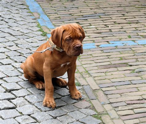 Free Images Puppy Animal Pet Vertebrate Dog Breed Guard Dog