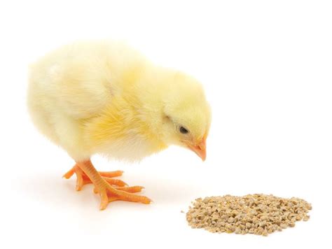 When formulating and mixing your own backyard chicken feed, the following method will help you determine the amount of energy and protein ingredients needed in the feed. Raising Baby Chicks - What To Feed Them & How To Care For ...