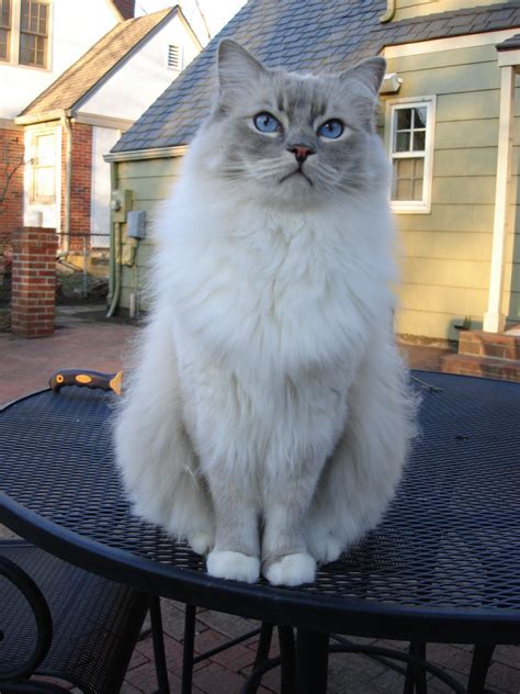 Blue Lynx Mitted Ragdoll Cat Learn More About Trigg Here