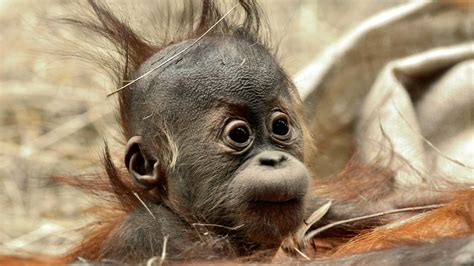 Funny Hair Baby Ape Hd Desktop Wallpaper Widescreen High Definition