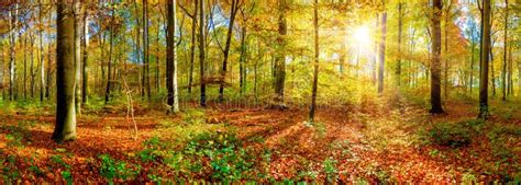 Autumn Forest In The Light Of The Rising Sun Stock Image Image Of