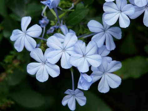 Types Of Light Blue Flowers Design Talk