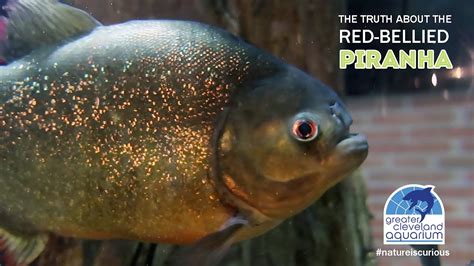 The Truth About The Red Bellied Piranha Cleaquarium Youtube