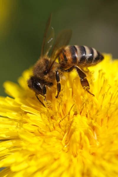 Bee Collecting Pollen On Yellow Dandelion Macro Stock Image
