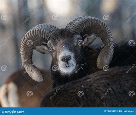 Mouflon Stock Image Image Of Male Royal Wild Wilderness 29405175