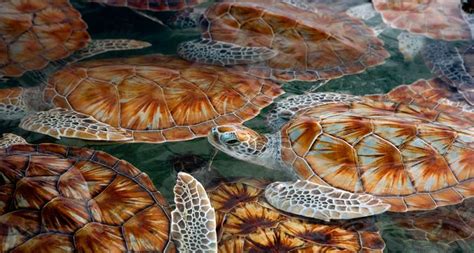 Bing Sea Turtle Wallpaper Wallpapersafari