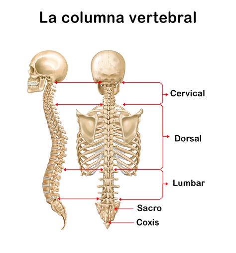columna vertebral y sus partes hot sex picture