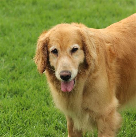 Golden retrievers are very sweet, patient, gentle, and excellent with children. As Good As Gold - Golden Retriever Rescue of IllinoisAdopt ...