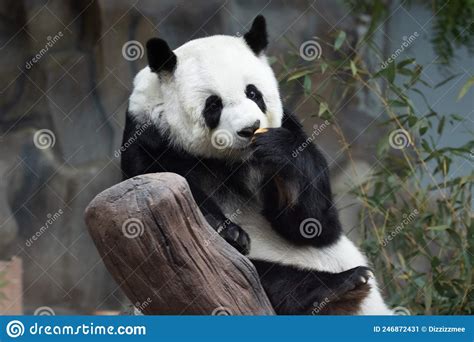 Sweet Fluffy Panda In Thailand Lin Hui Stock Image Image Of Playful