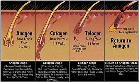Laser hair removal isn't possible during this stage of. The Hair Growth Cycle
