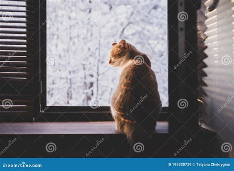 Cute Cat Sitting On Window Sill And Enjoying Winter Stock Image Image